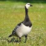 Branta_leucopsis_-standing_in_a_field-8-–-kopio-1