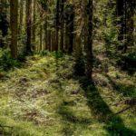 forest_kolumni