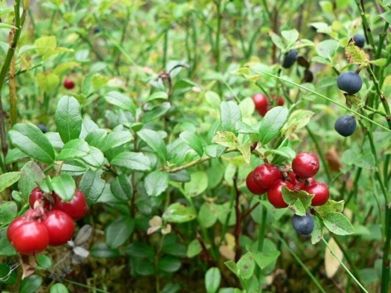 Metsäily maistuu mielessä
