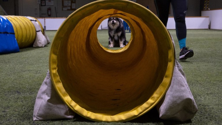 Agility on koiralle huvin lisäksi kovaa treeniä