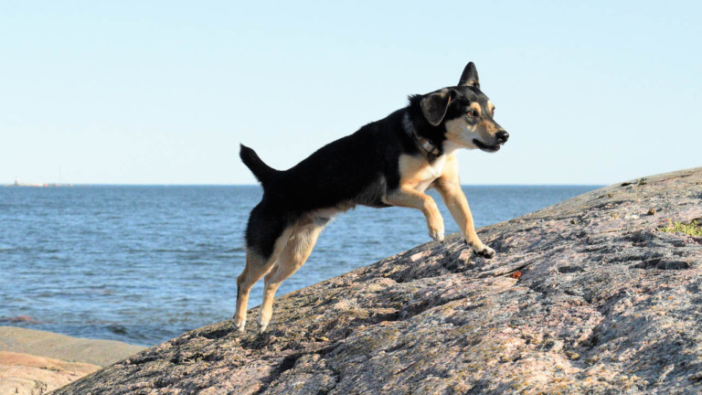 Tänään vietetään valtakunnallista Koiranpäivää